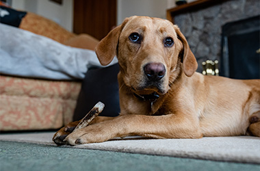 A close-up of a golden labrador dog lying on a carpet with a bone in its paws in a cozy indoor setting perfect for 12 dog training tips and 12 breeds to consider.